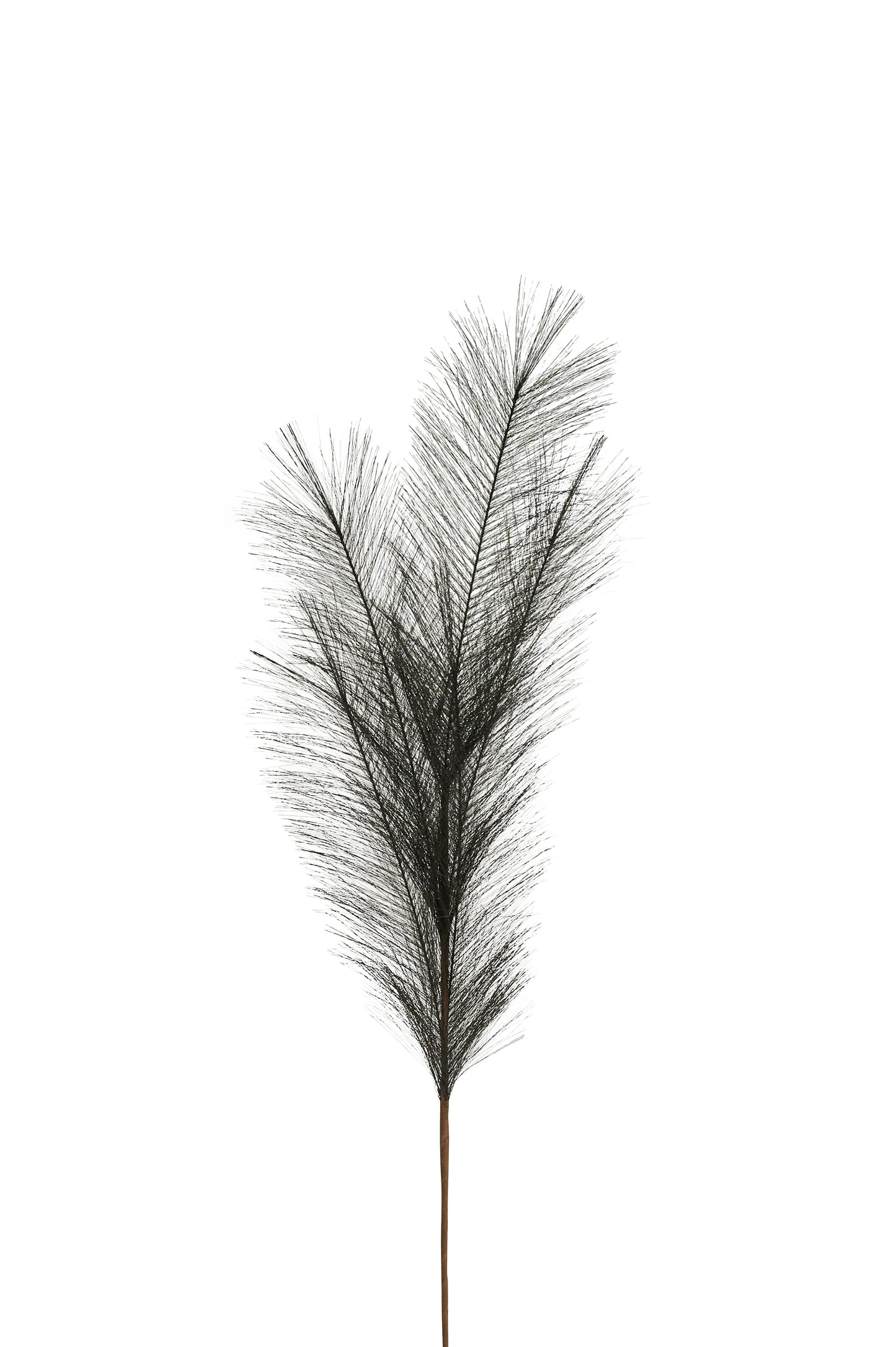 Deko-Zweig PAMPAS, schwarz, 85 cm